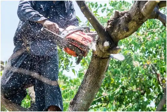 tree services Addison